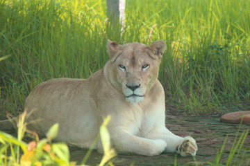 The Jungle King