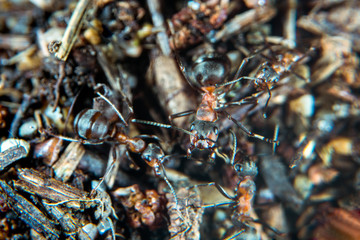 Wood Ant