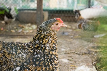 Chicken on the farm. Slovakia