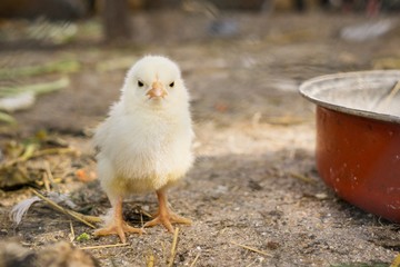 Chicken on the farm. Slovakia