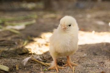 Chicken on the farm. Slovakia