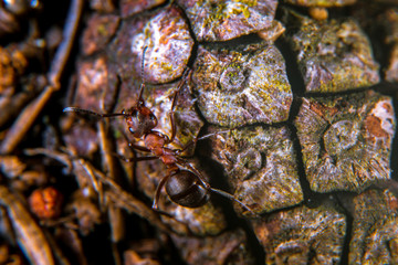 Ants