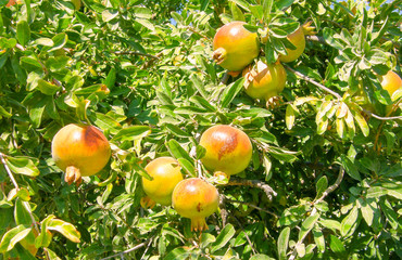 Branch with grenades on the background of the stone in the sun. Grants branch..