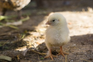 Chicken on the farm. Slovakia