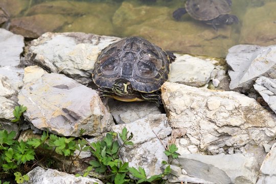 Turtle in the lake. Slovakia