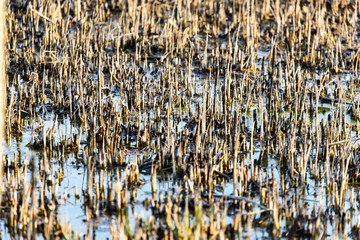Burnt cane in the swamp as a background