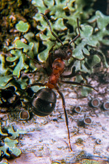 Ants