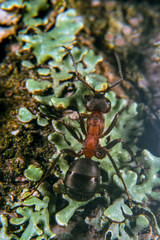 Ants