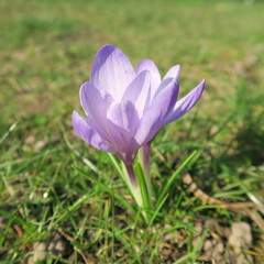 Fototapeta premium Crocus, the first spring flowers bloom in early spring with colorful flowers