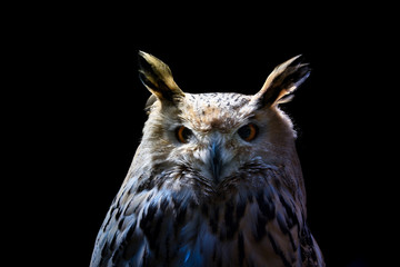 Sibirischer Uhu Portrait