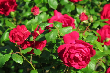 Rose rosse