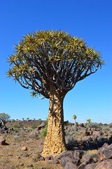 Amazing Quiver Tree Forest in the impressive Namibia