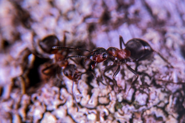 Ants