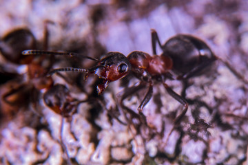 Ants