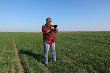 Naklejka na ściany i meble Agriculture, senior adult male farmer examining wheat plant in field using tablet