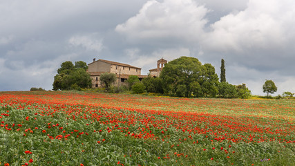 Plakat Poppies field around a rural country house in Catalonia