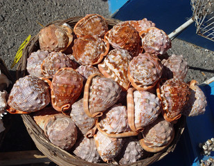 Many beautiful sea shells in a wicker basket