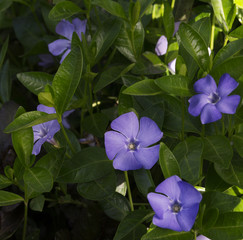 Blue flowers on a green garden bed