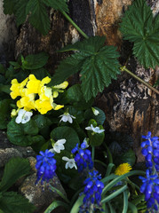 Multicolored flowers on a garden bed