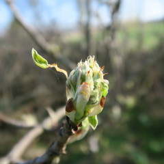 Young buds of a chestnut tree in early spring