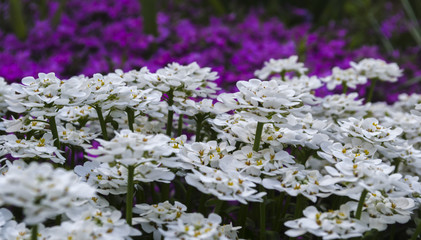 White and red flowers on garden flower bed 2