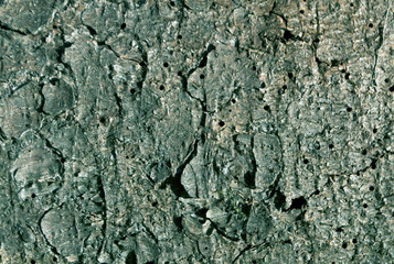 cyan toned pine tree bark pattern.