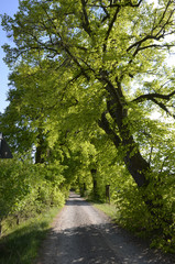 feldweg unter bäumen