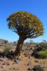 Wonderful Quiver Tree in the impressive Namibia