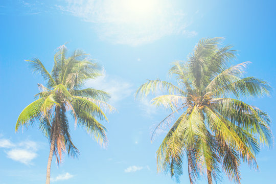 Tropical island palm tree scene. Bright blue sky background.