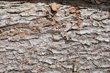 Baumrinde - Textur