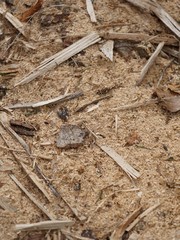 Holz und Sägespäne - Textur 