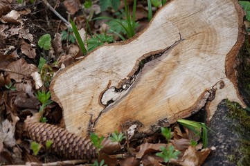 Frisch geschnittener Baumstamm im Waldboden