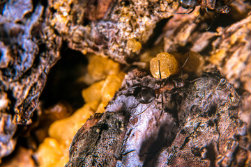 Red wood ant  on a pine tree with sap