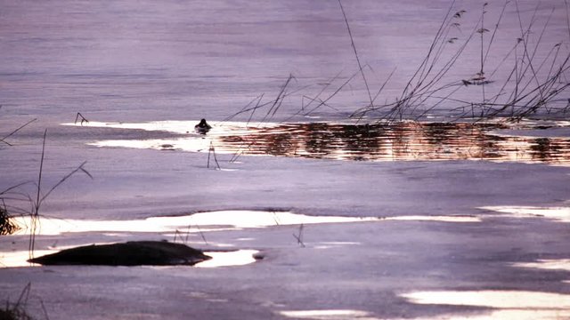 Goldeneye water bird on water with melting ice surrounding