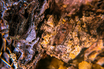 Red wood ant  on a pine tree with sap