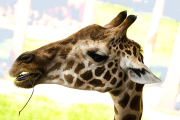 Giraffe Face Profile