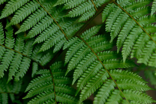 closeup of green fern leaf for background