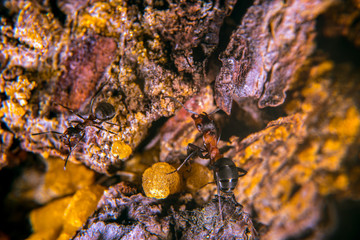 Red wood ant  on a pine tree with sap