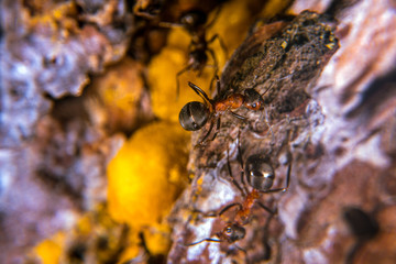 Red wood ant  on a pine tree with sap
