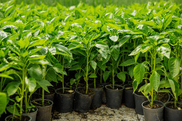 Young shoots of seedlings the bell peppers