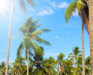 Sunny tropical landscape with coco palm trees. Exotic place view through palm tree silhouettes.