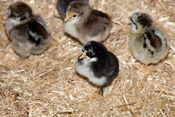 Pure breed baby chick after successful hatching on fresh straw