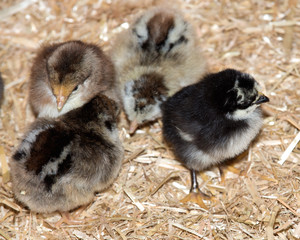 Pure breed baby chick after successful hatching on fresh straw
