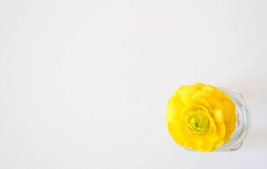 Yellow ranunculus flower on white background