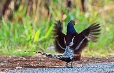 Hume's pheasant, Mrs Hume's pheasant, Bar-tailed pheasant in Thailand