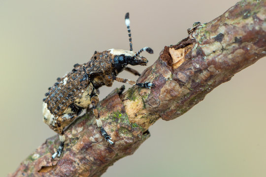Anthribus albinus