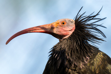 Northern bald ibis - Geronticus eremita
