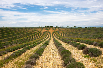 Fototapeta na wymiar Fields of Provence