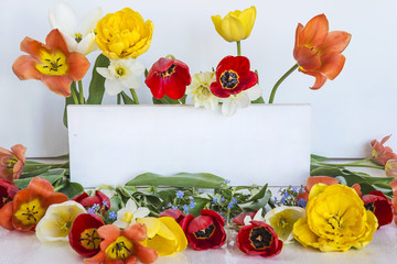 spring and holiday concept/box with muticolored tulips and narcissus on white wooden background