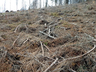 Branches in the forest, Forest after wood extraction